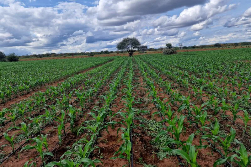 Mailwa Farm – jordbruksprojekt i massajland genom New Life Mission